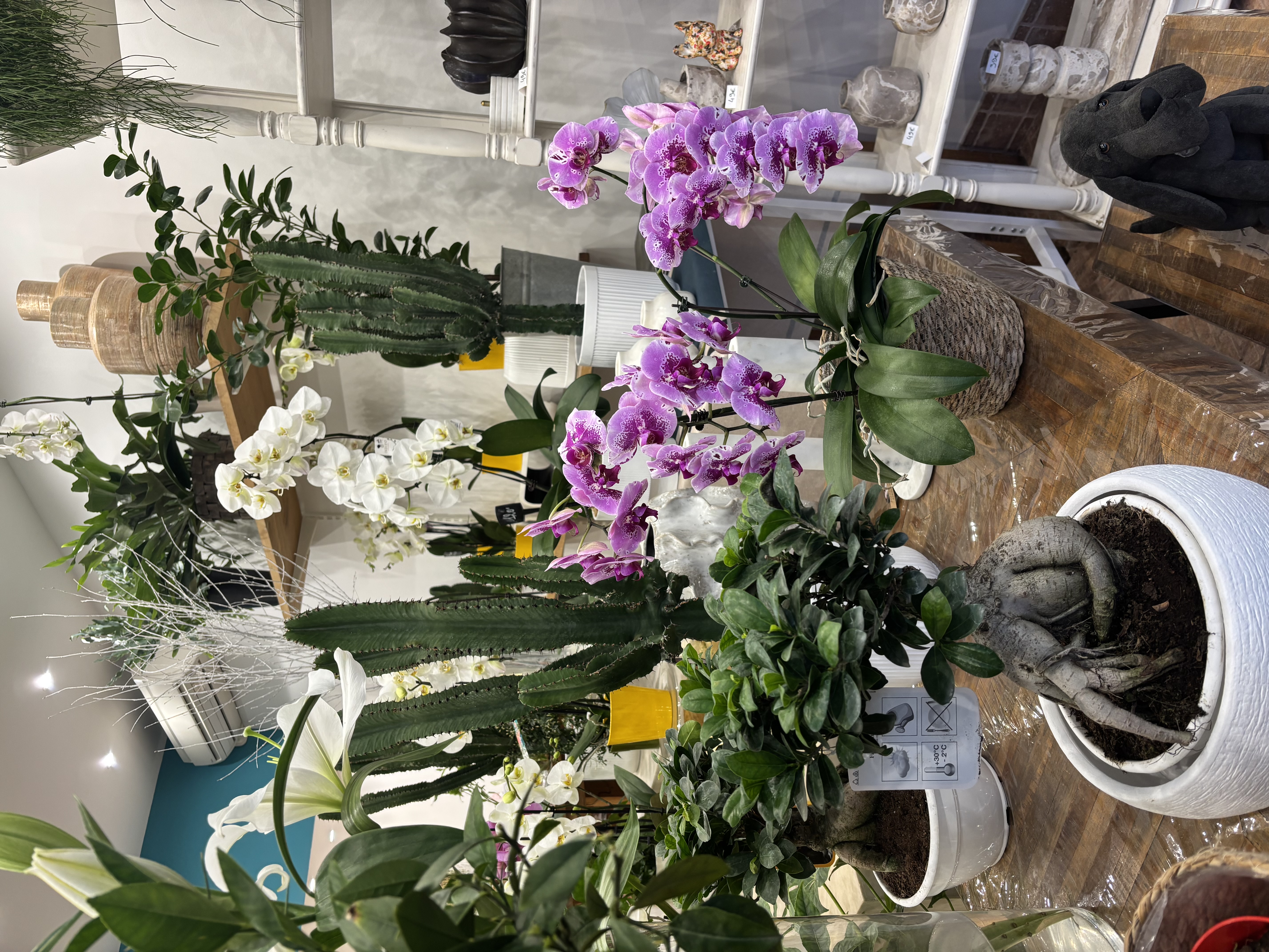 Les Fleurs de Nice